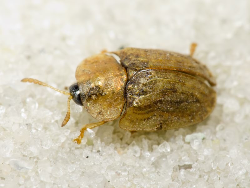 Hypocassida cornea (Marseul, 1868)